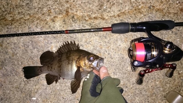 メバル　ライトゲーム