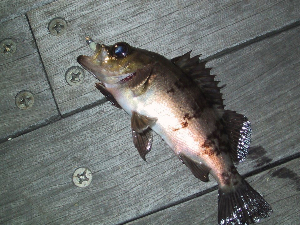 夜のサビキ釣りで釣れたメバルの写真