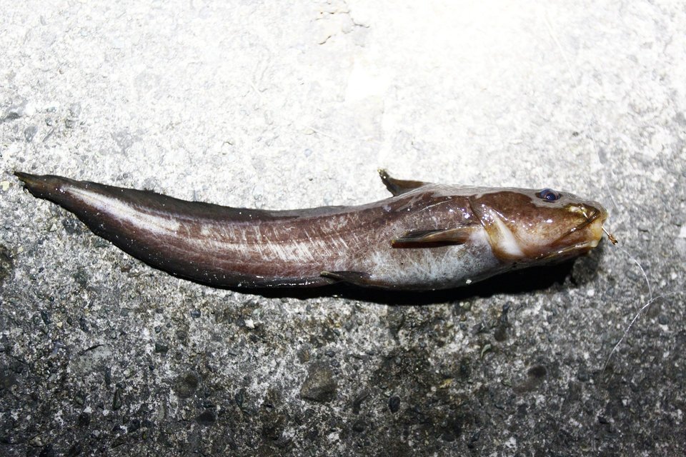 夜のサビキ釣りで釣れたゴンズイの写真