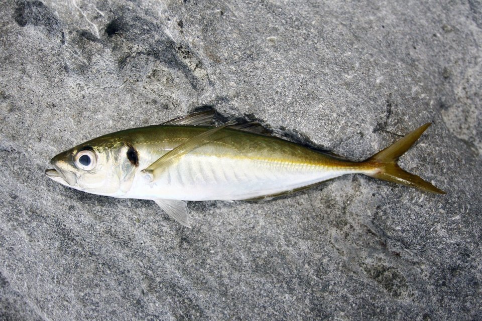 夜のサビキ釣りで釣り上げられたアジの写真