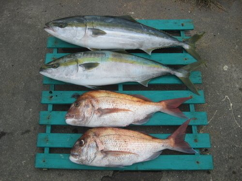 ブリ　マダイ　写真