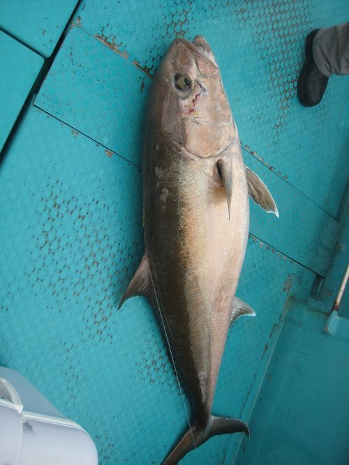 カンパチ　写真