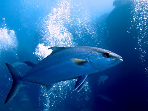 カンパチ　写真