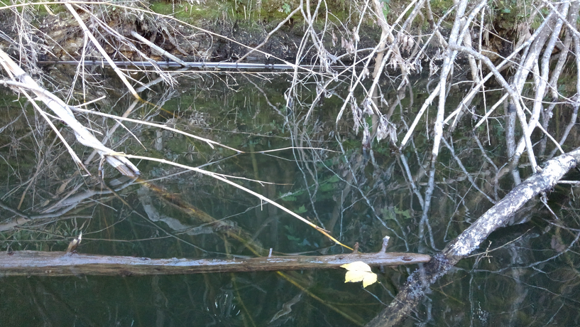 水面　枝　写真