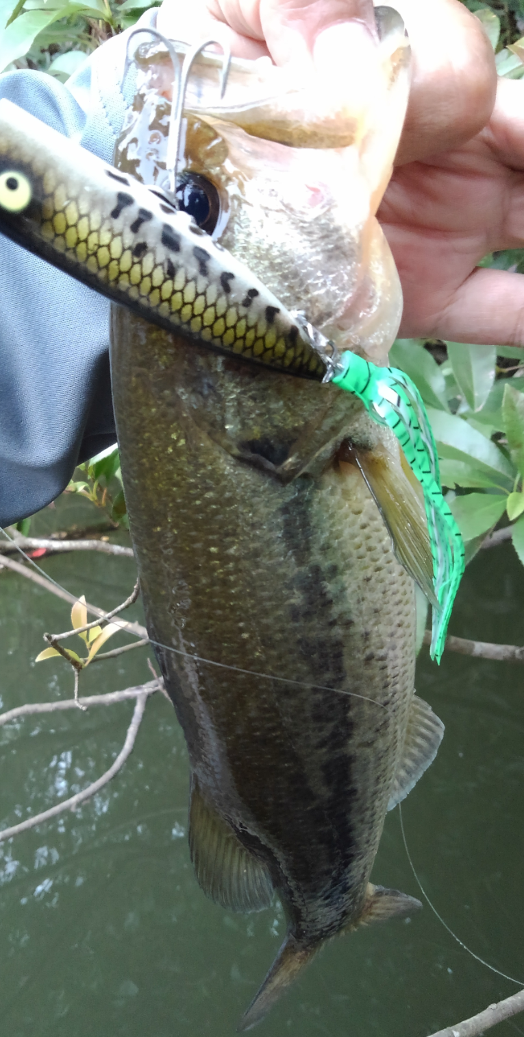 バス　ルアー　写真