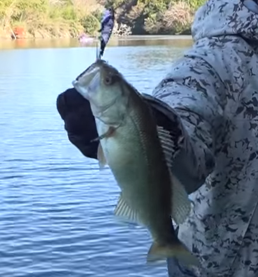 ルアー　バス　写真