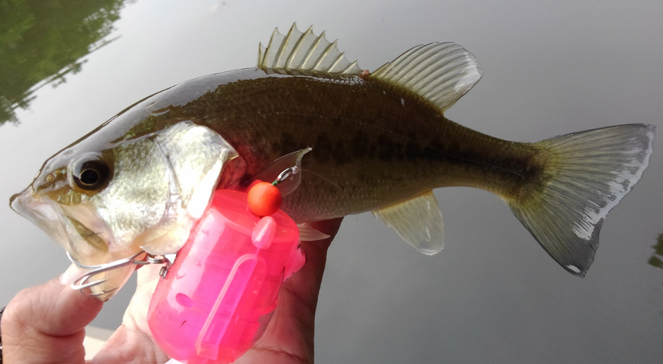 バス　ルアー　写真