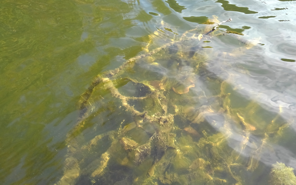 水面　藻　写真