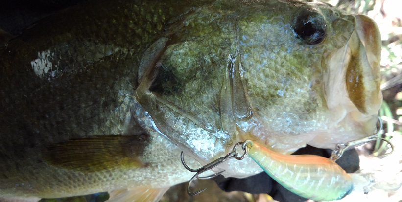 バス　ルアー　写真