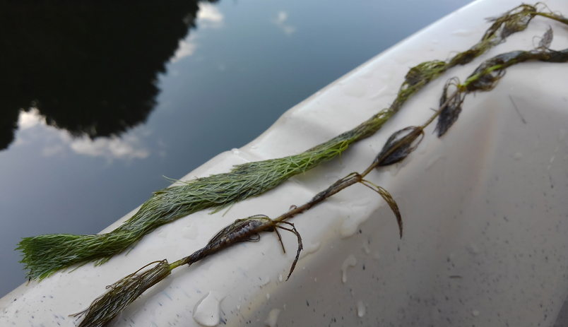 ウィード　写真