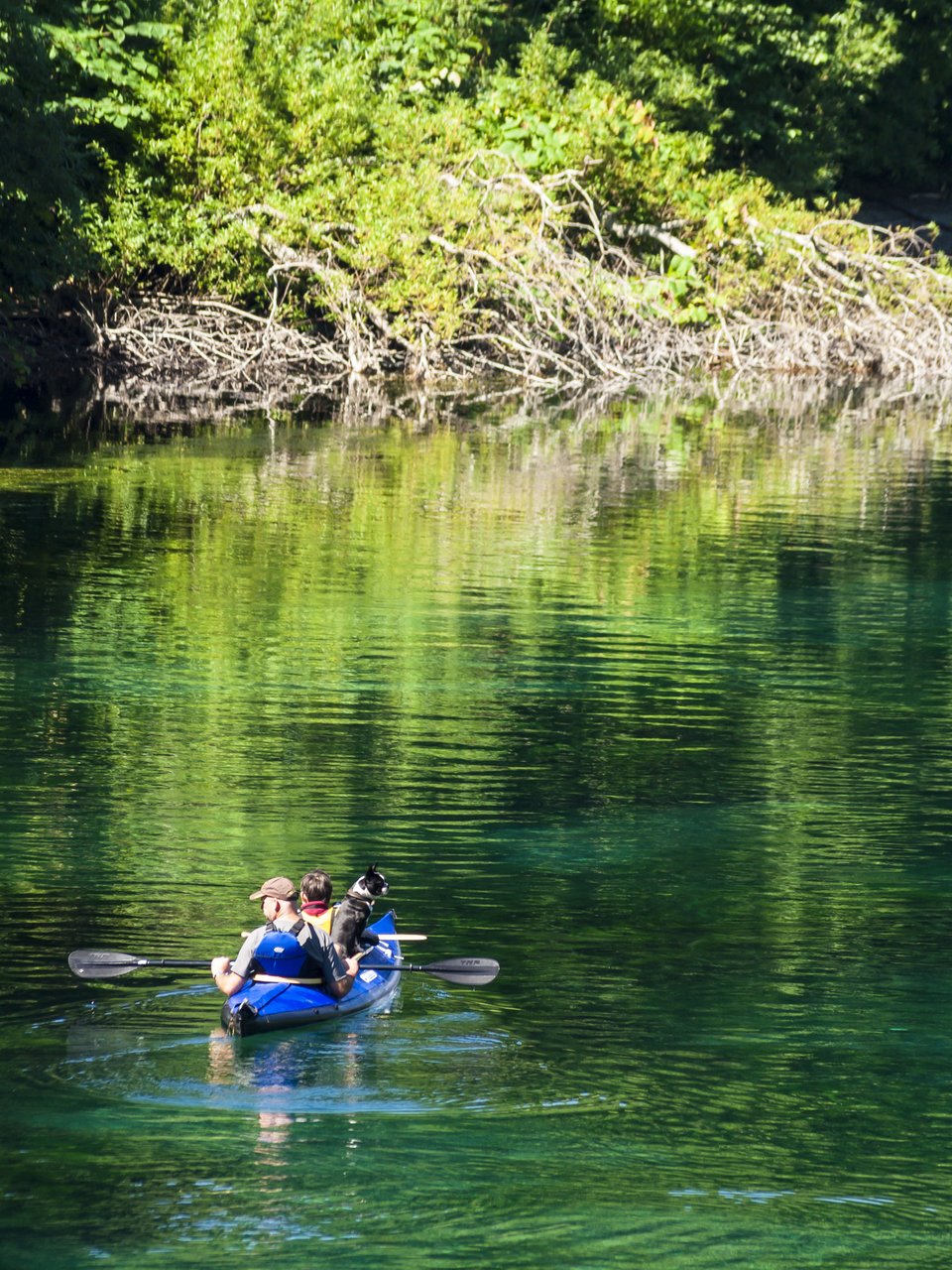 釣り人　男性　子供　犬　カヤック　海　写真