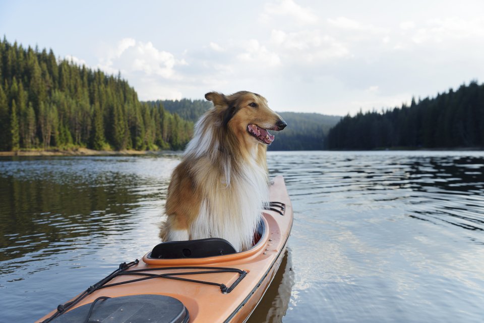 犬好きの釣り人必見 カヤックならここまでできる 安全装備で愛犬と一緒に釣りを楽しもう