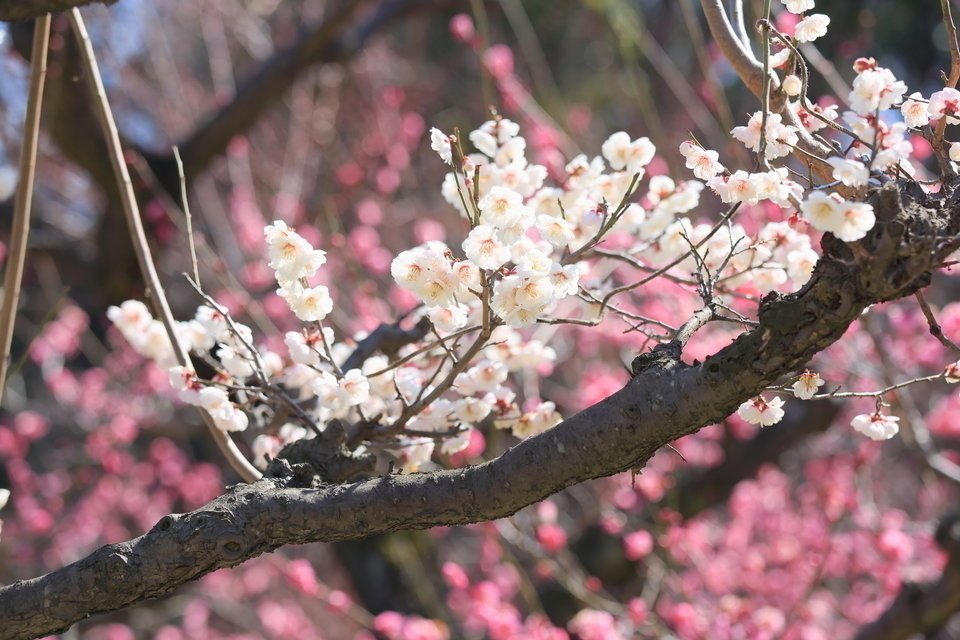 早春　写真　梅