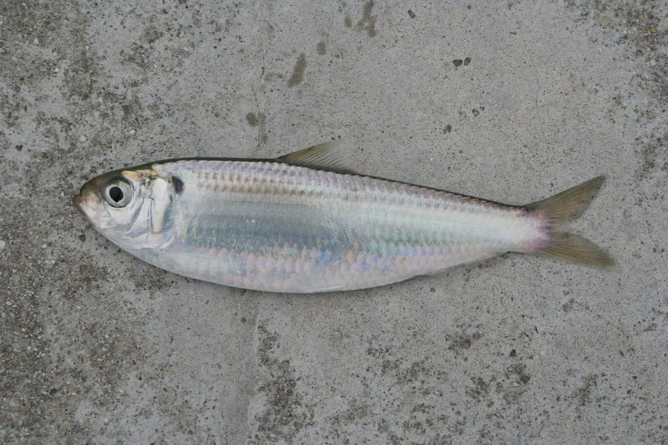 コノシロ 魚 写真 釣り