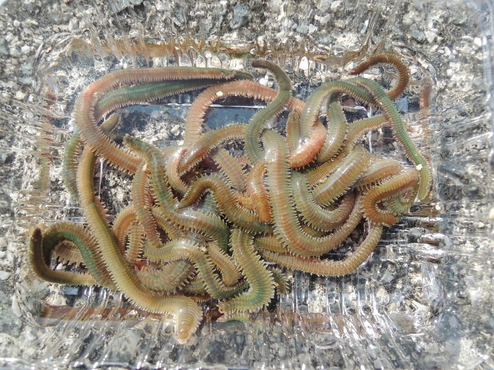 バチ エサ 釣り アオイソメ