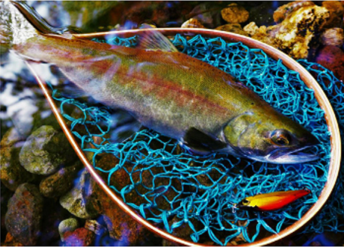 魚　ルアー　写真