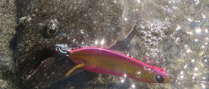 ジグ　魚　写真