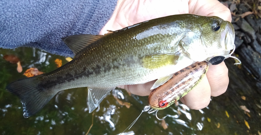 バス　ルアー　写真