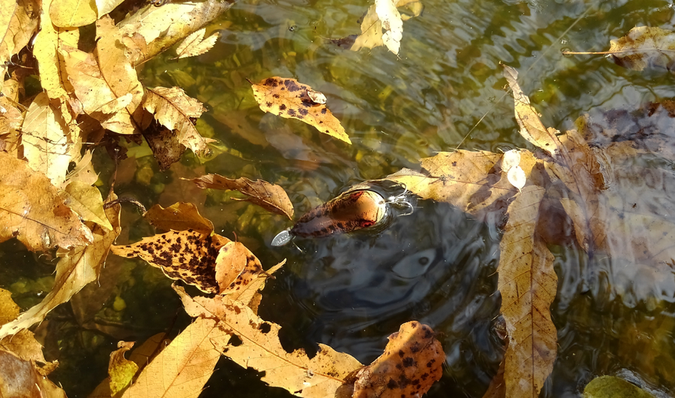 ルアー　葉　写真