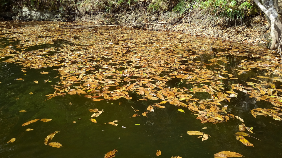 水面　葉　写真