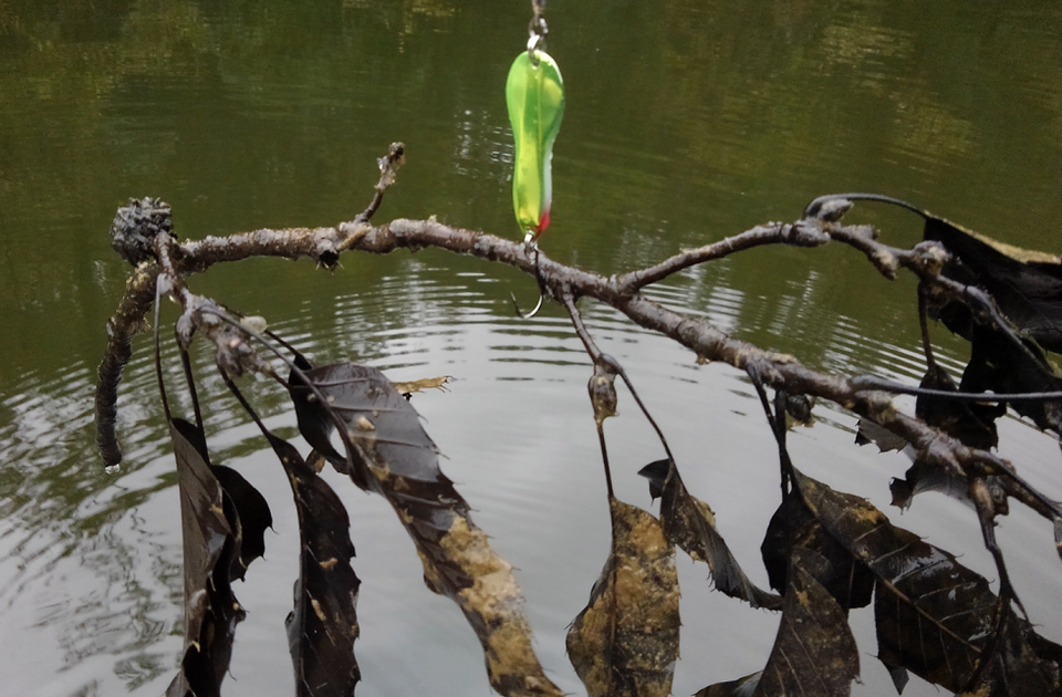 枝　ルアー　写真