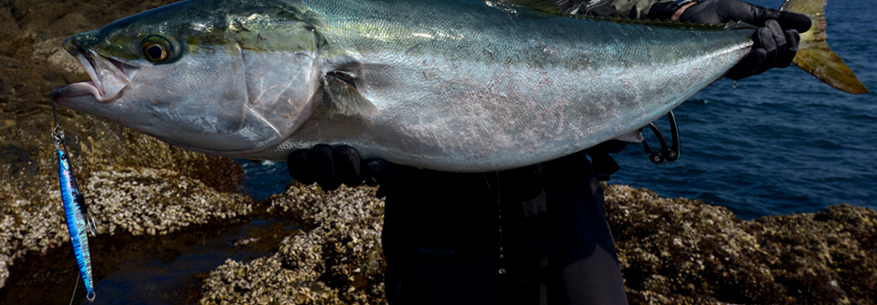 ジグ 魚 写真