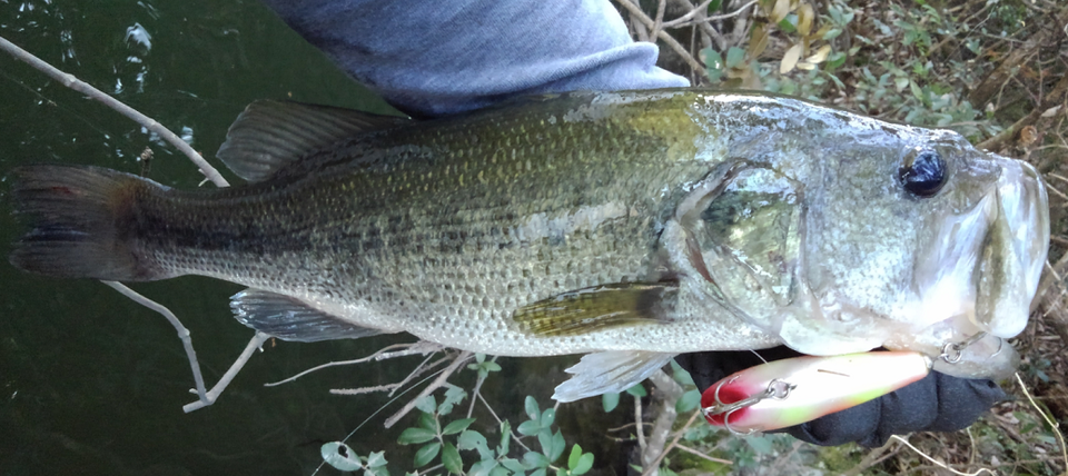 バス ルアー 写真