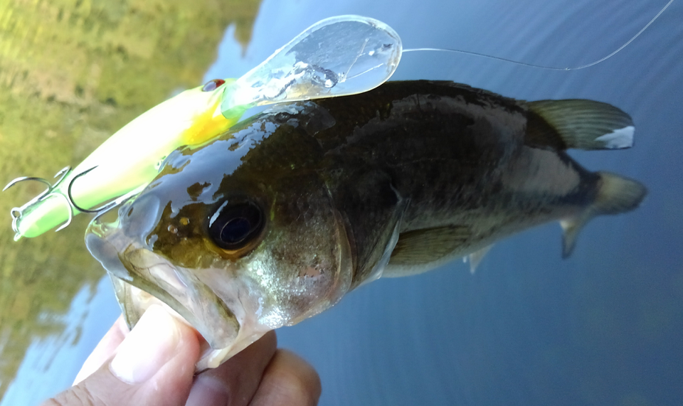 バス　ルアー　写真