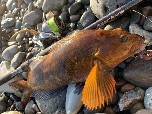 アイナメ　リール　釣り竿　石　写真