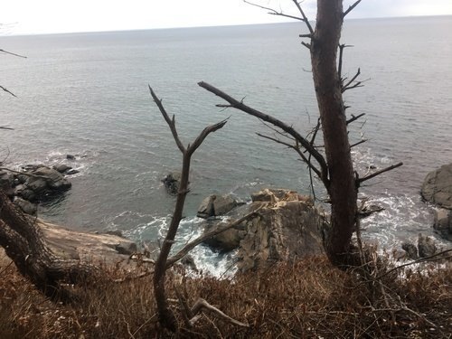 木　岸壁　海　写真