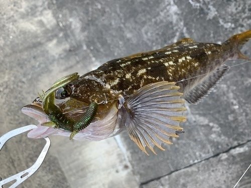 リグ　アイナメ　写真