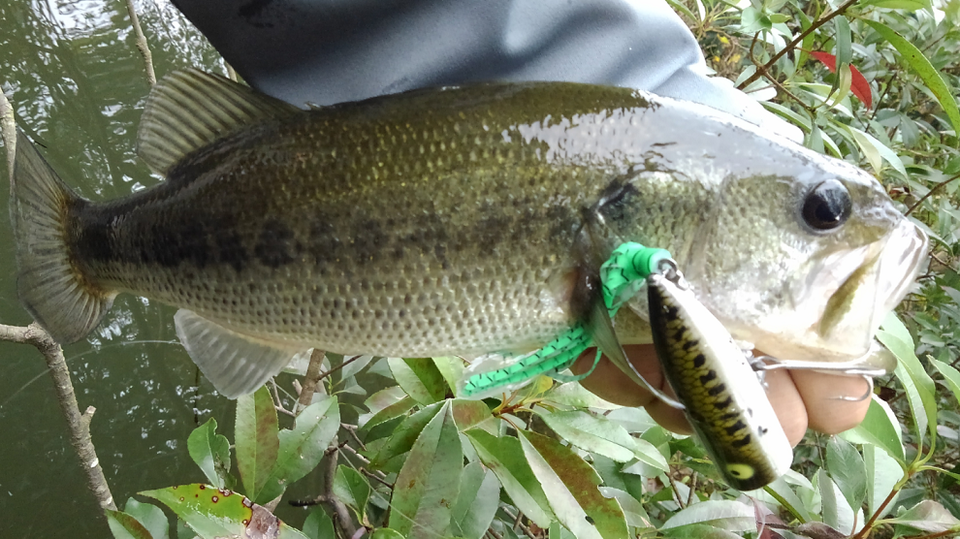 バス　ルアー　写真