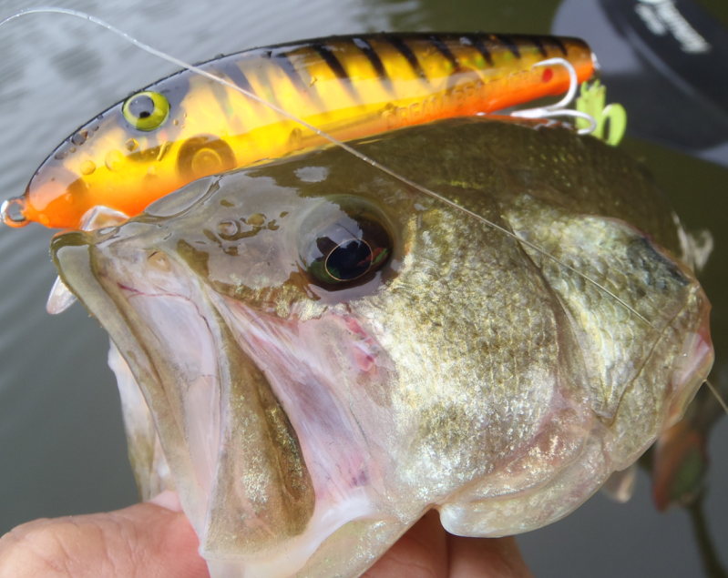 バス　ルアー　写真