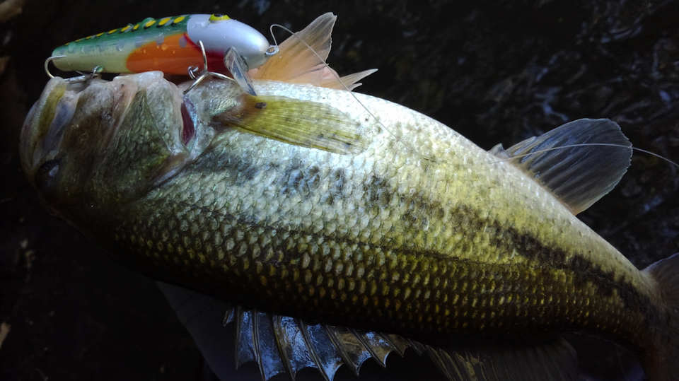 バス　ルアー　写真