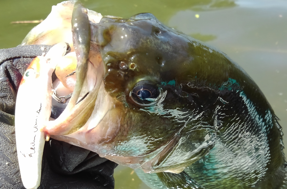 バス　ルアー　写真