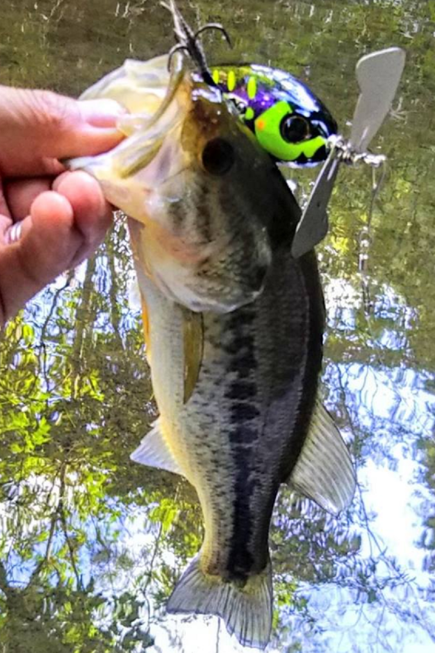 バス　ルアー　写真