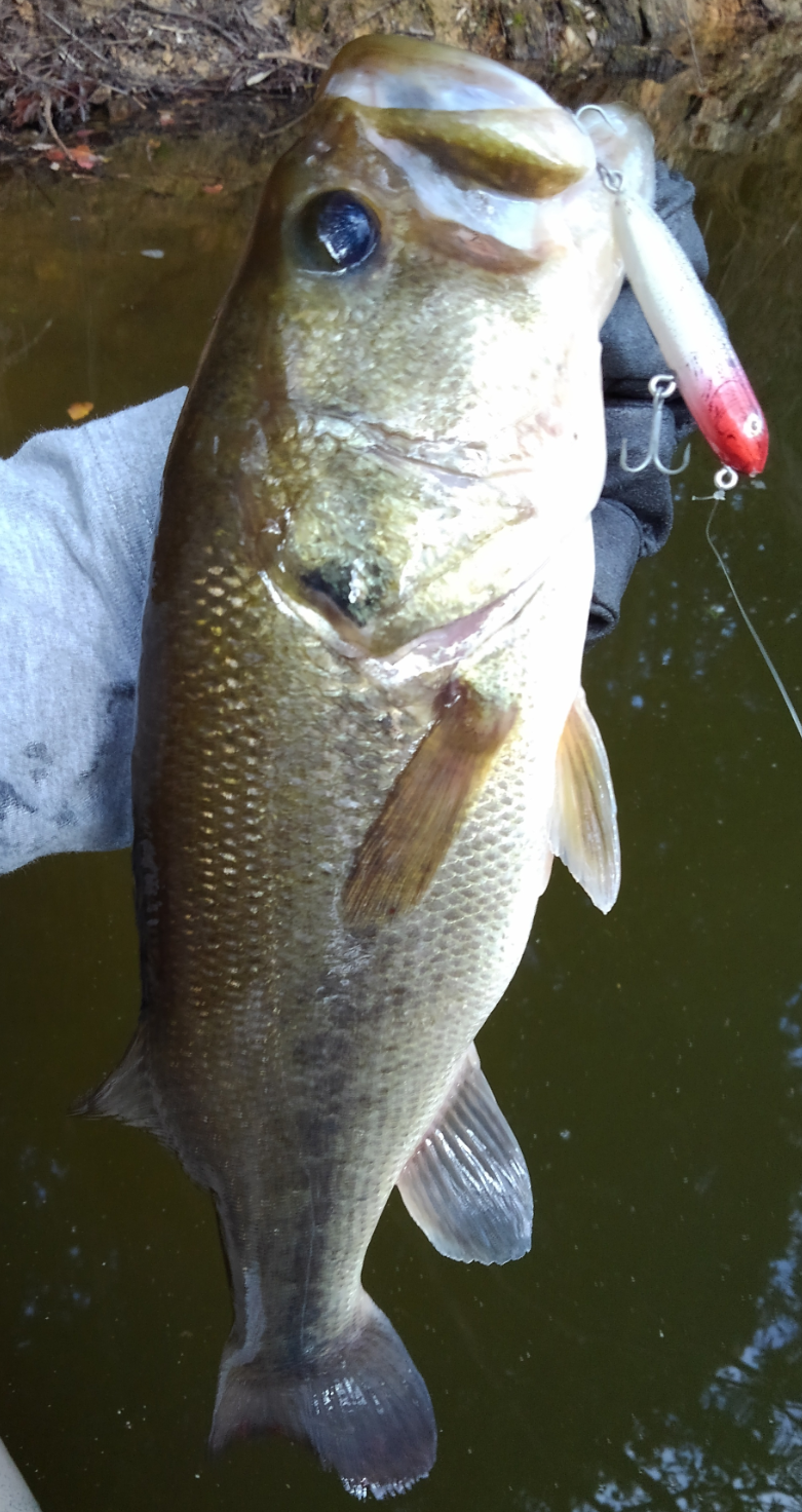 バス　ルアー　写真