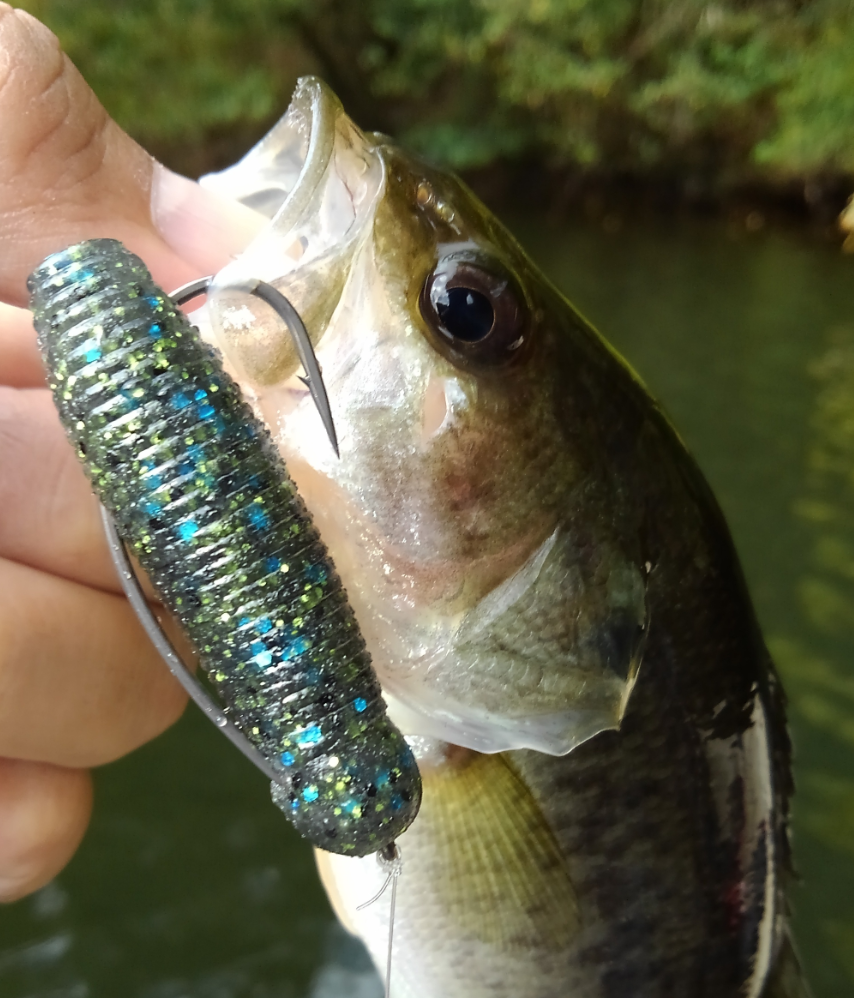 バス　ワーム　写真