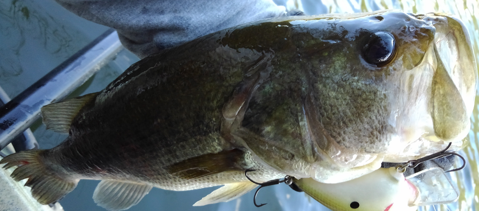 バス ルアー 写真