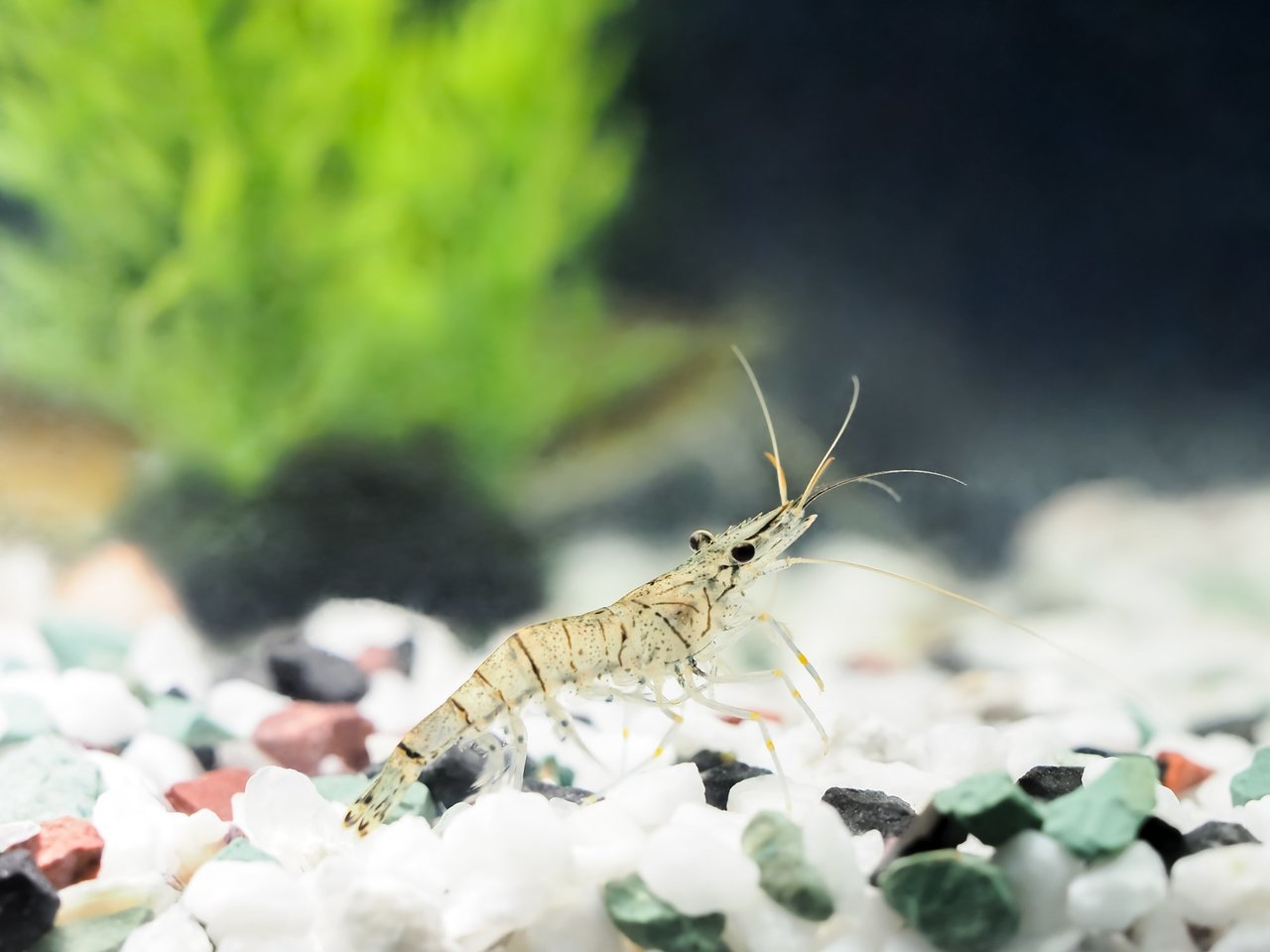 スジエビの写真