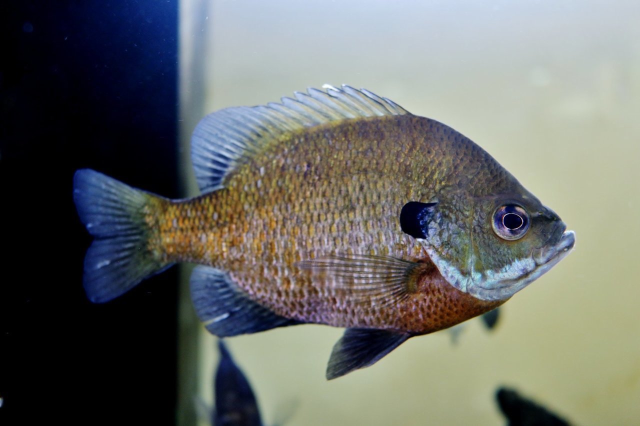 ブルーギル　写真