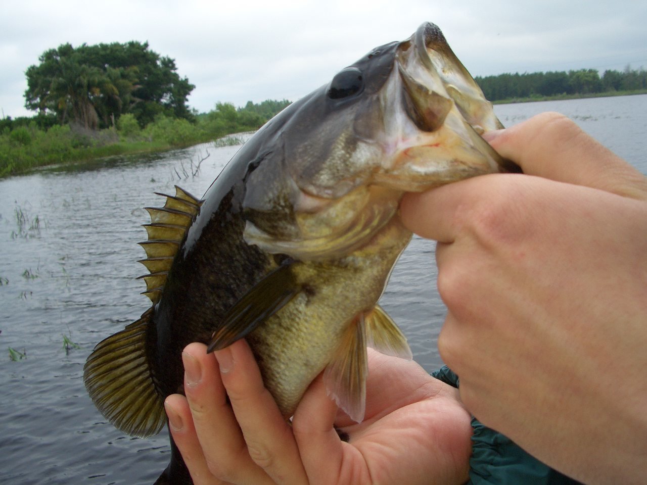 ブラックバスの写真