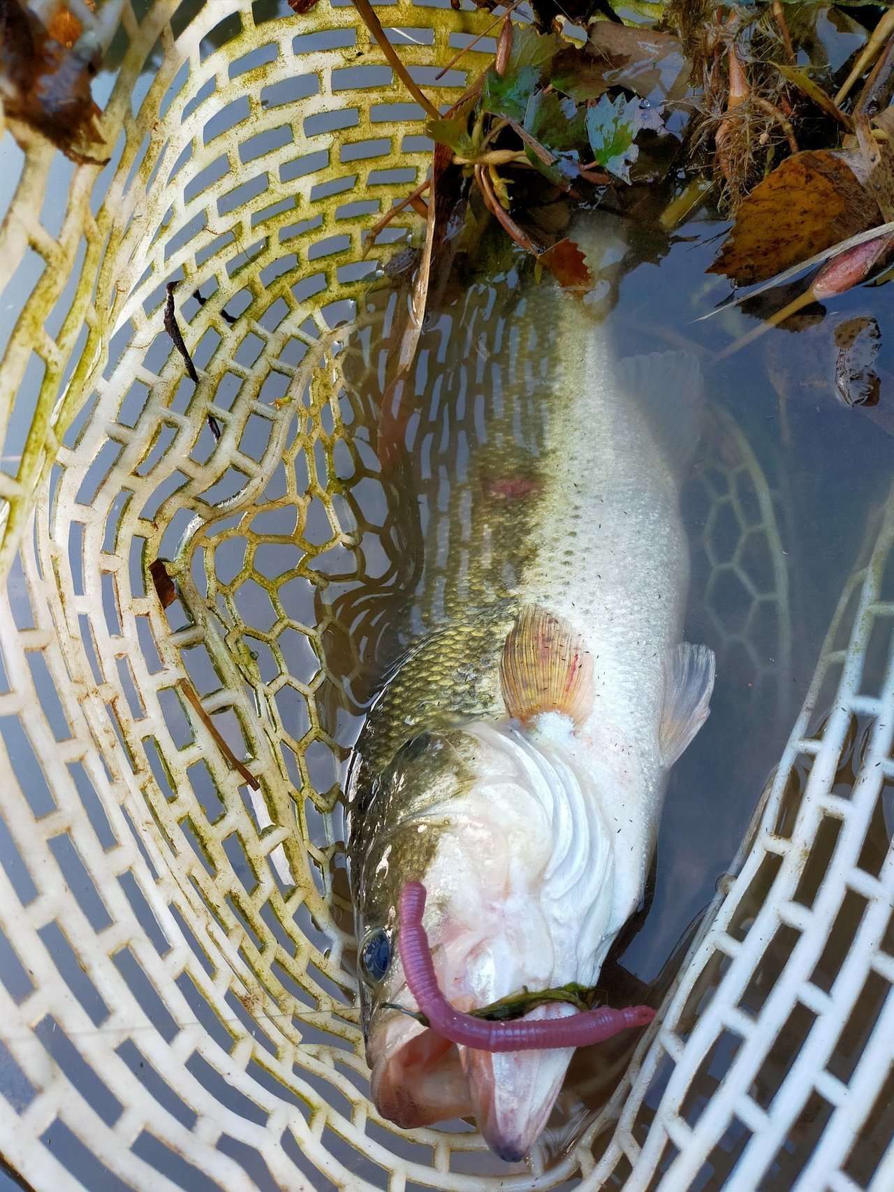 バス釣りの写真