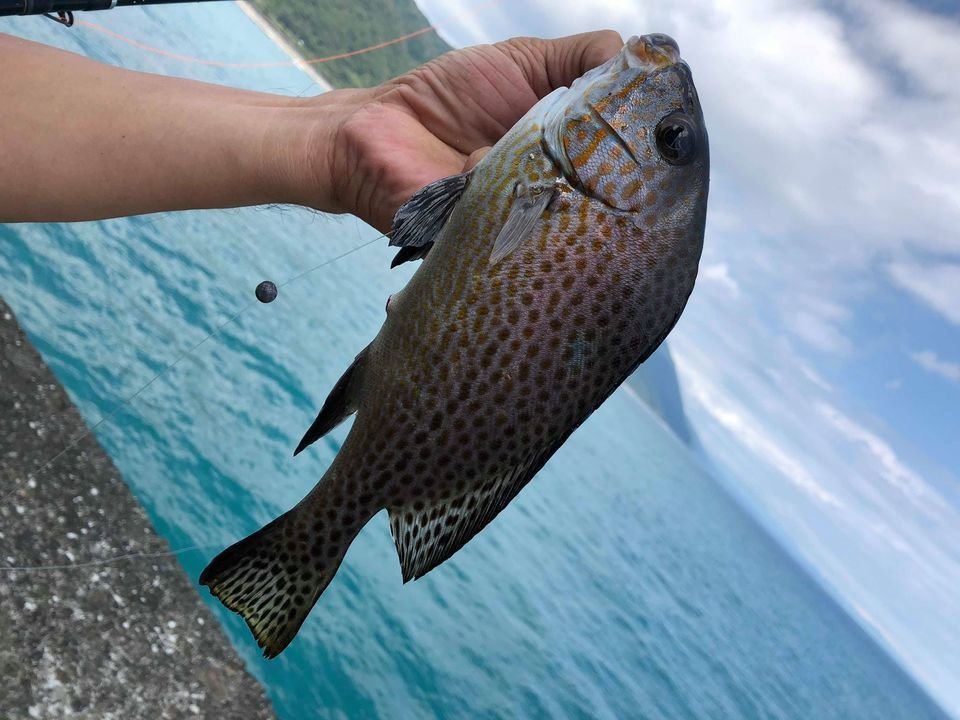 コロダイ　釣り　堤防