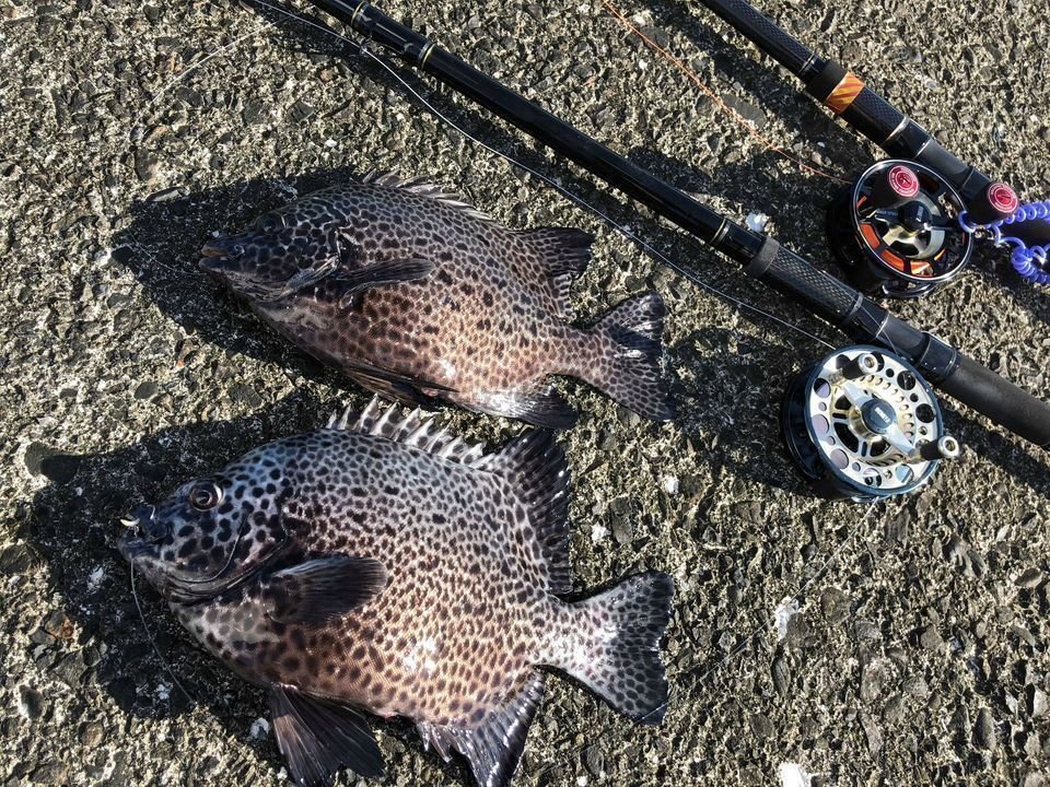 イシガキダイ　タックル　釣り　堤防