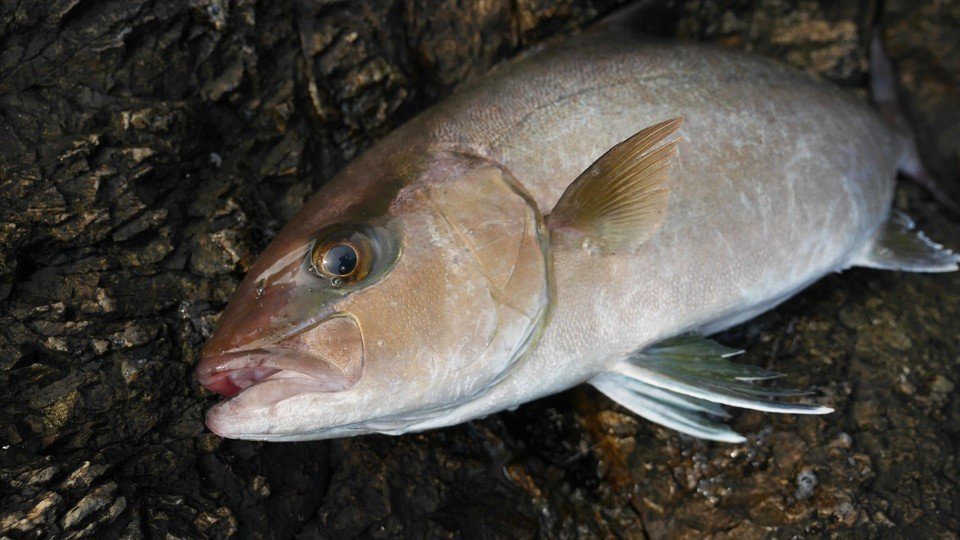 ジギングでカンパチを狙おう 南の暖かい海なら一年中楽しめる 狙う魚の大きさに合わせて道具を選ぼう