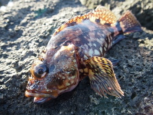 カサゴ　写真