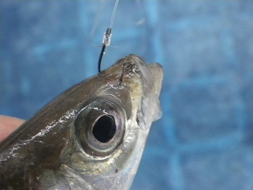 アジ　釣り針　泳がせ釣り