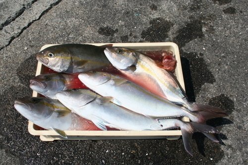 カンパチ　写真