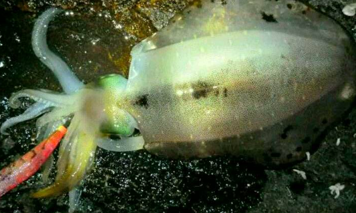 イカ　エギ　写真